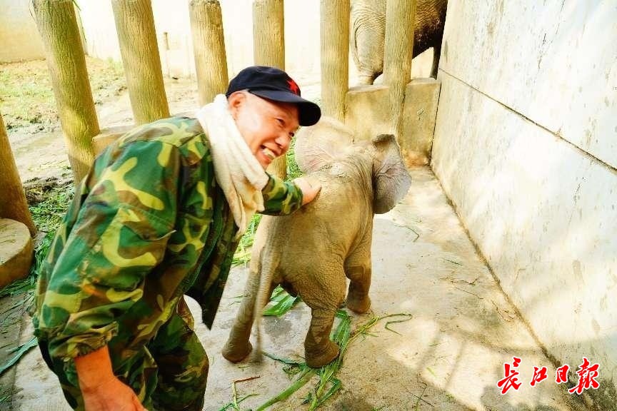 辣评|非洲象一家三口入住武汉动物园新家，一岁象宝宝请你来起名
