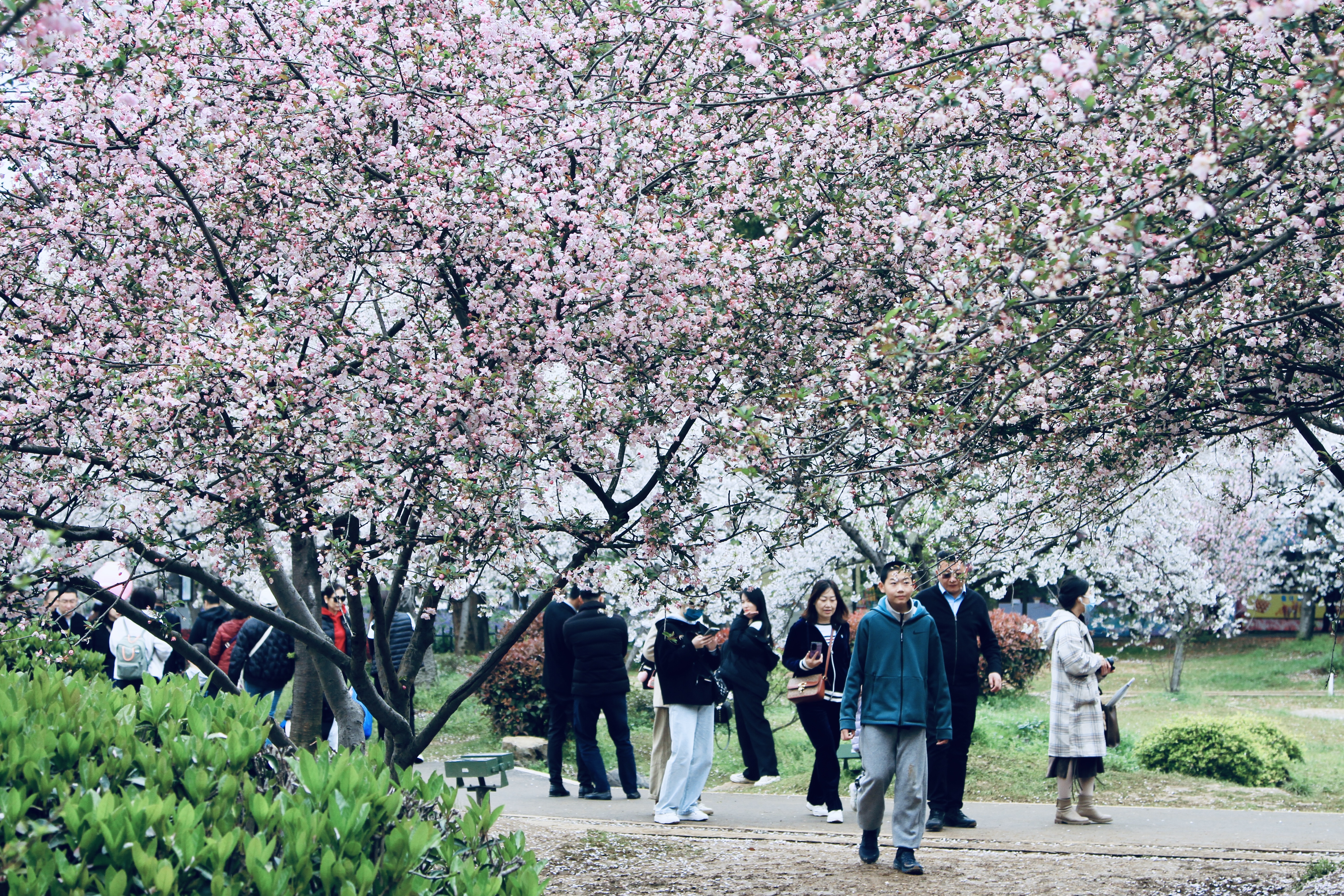 新华全媒 |冻雨来了，梅花还好吗？樱花会好吗？