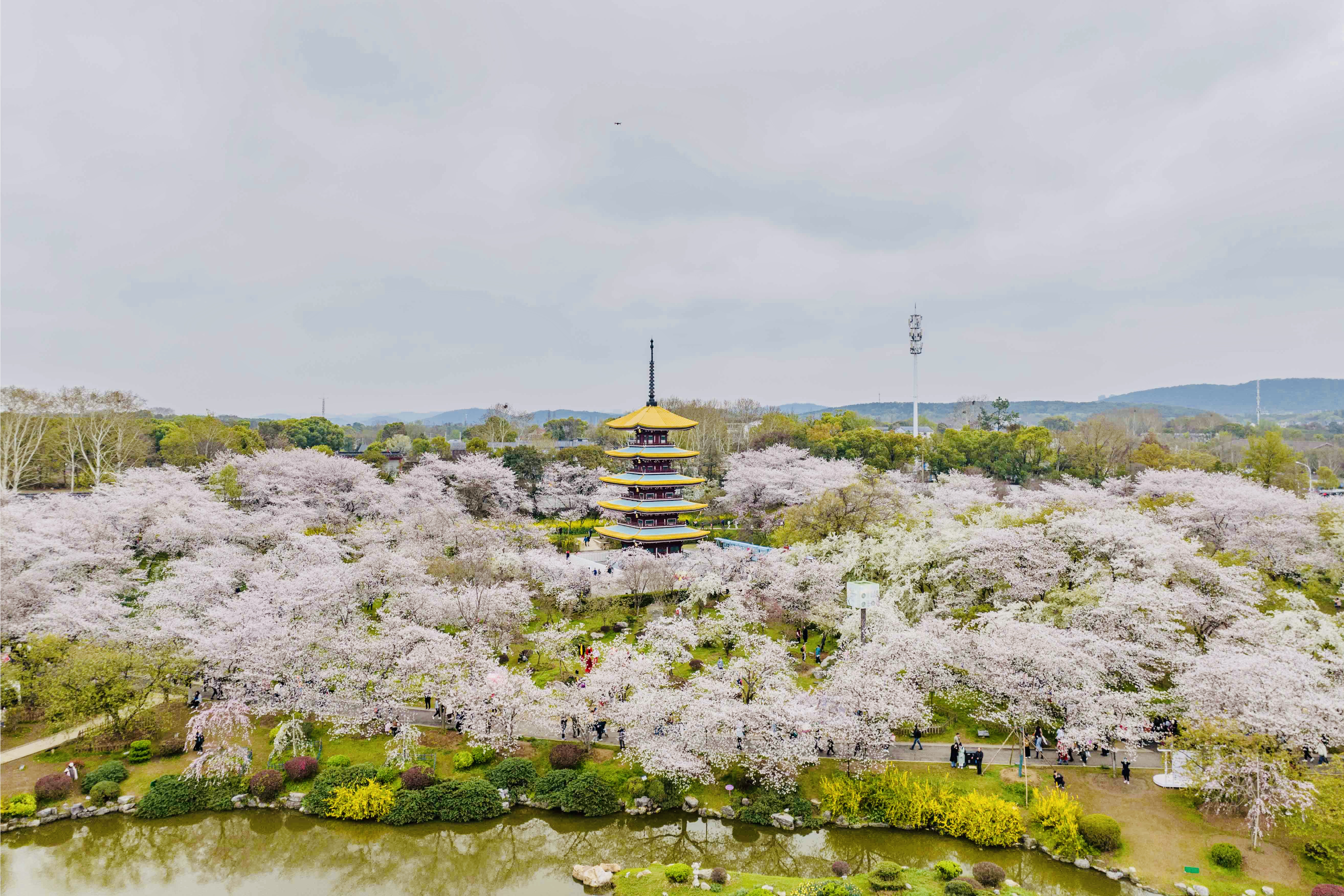 新华全媒 |冻雨来了，梅花还好吗？樱花会好吗？