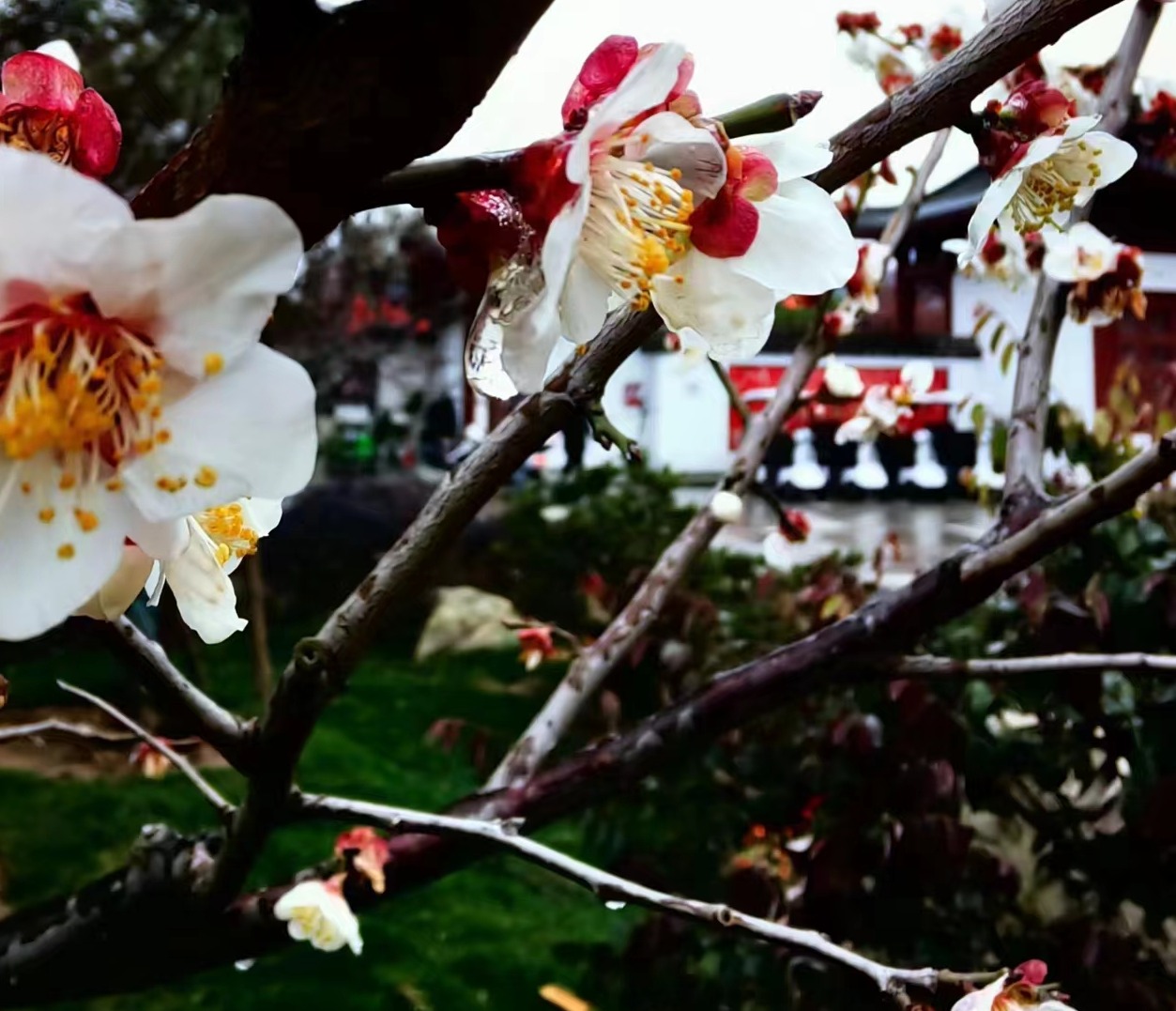 新华全媒 |冻雨来了，梅花还好吗？樱花会好吗？