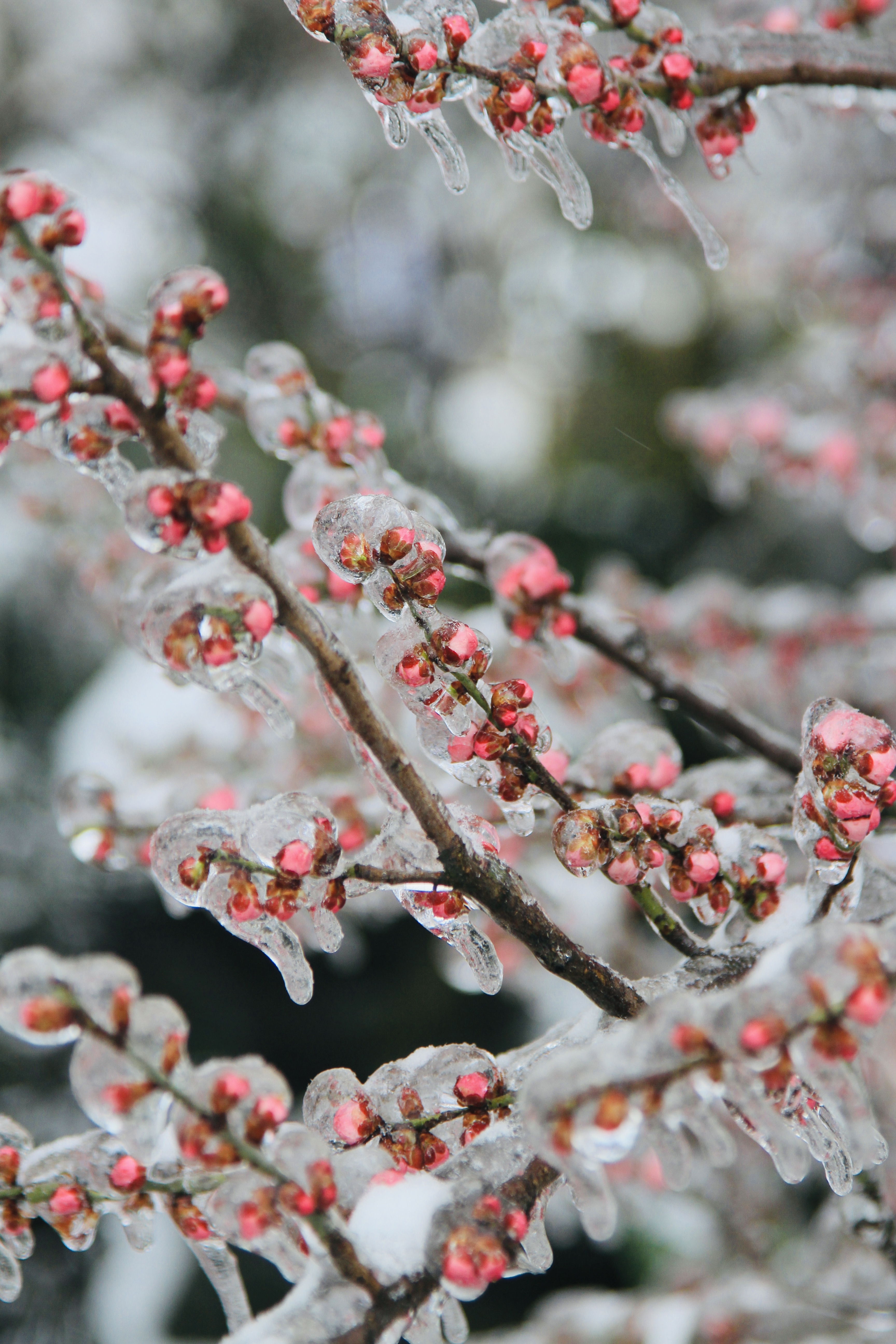 新华全媒 |冻雨来了，梅花还好吗？樱花会好吗？