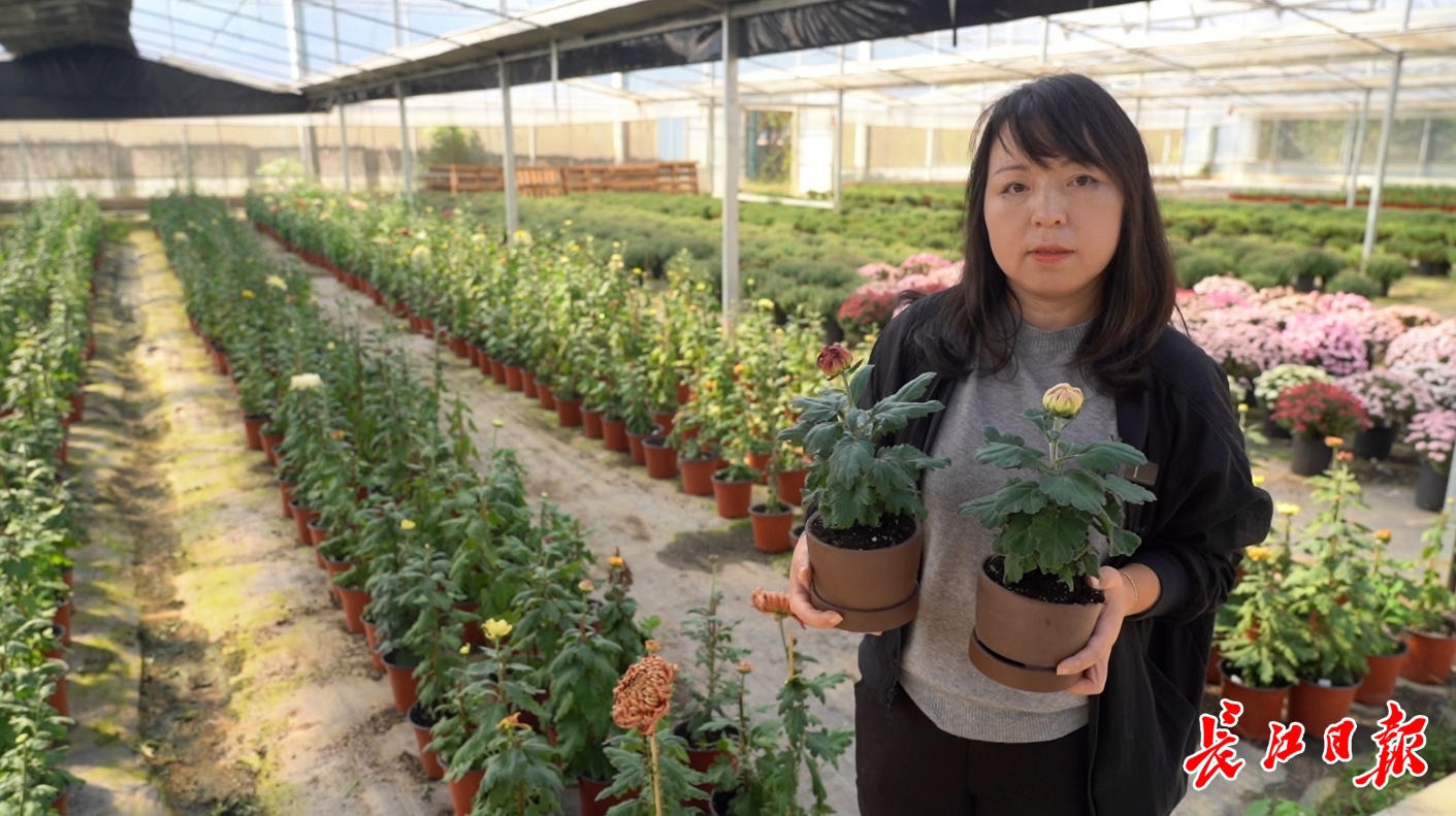 “盘龙”菊“国庆菊”齐上阵，万盆汉产菊花亮相金秋菊展