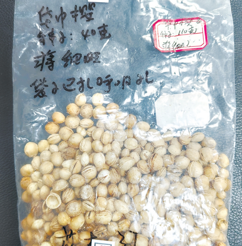 全国首例 太空樱花太空野菊花武汉试种