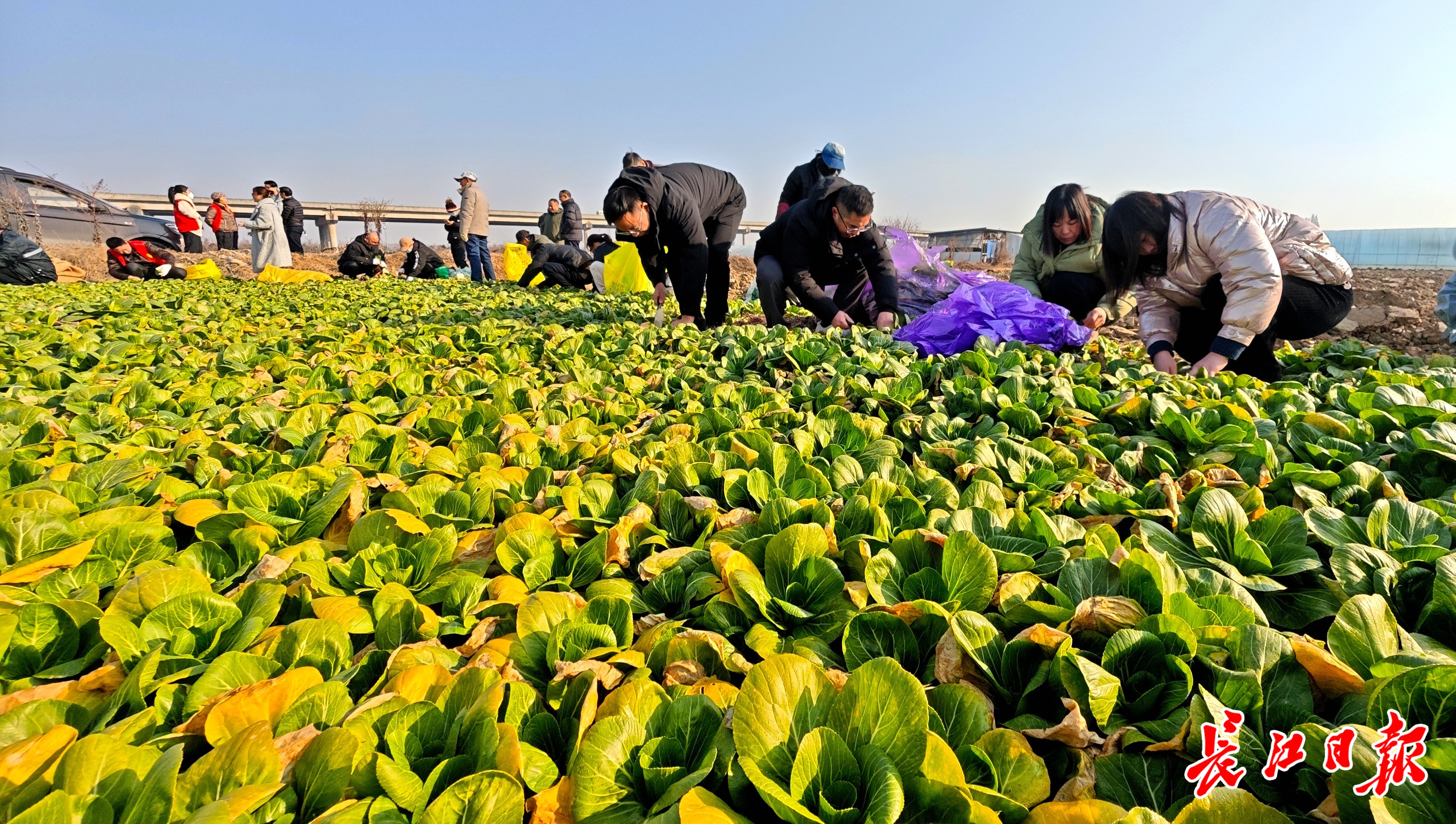 10万斤蔬菜，全部免费！可提前一天预约