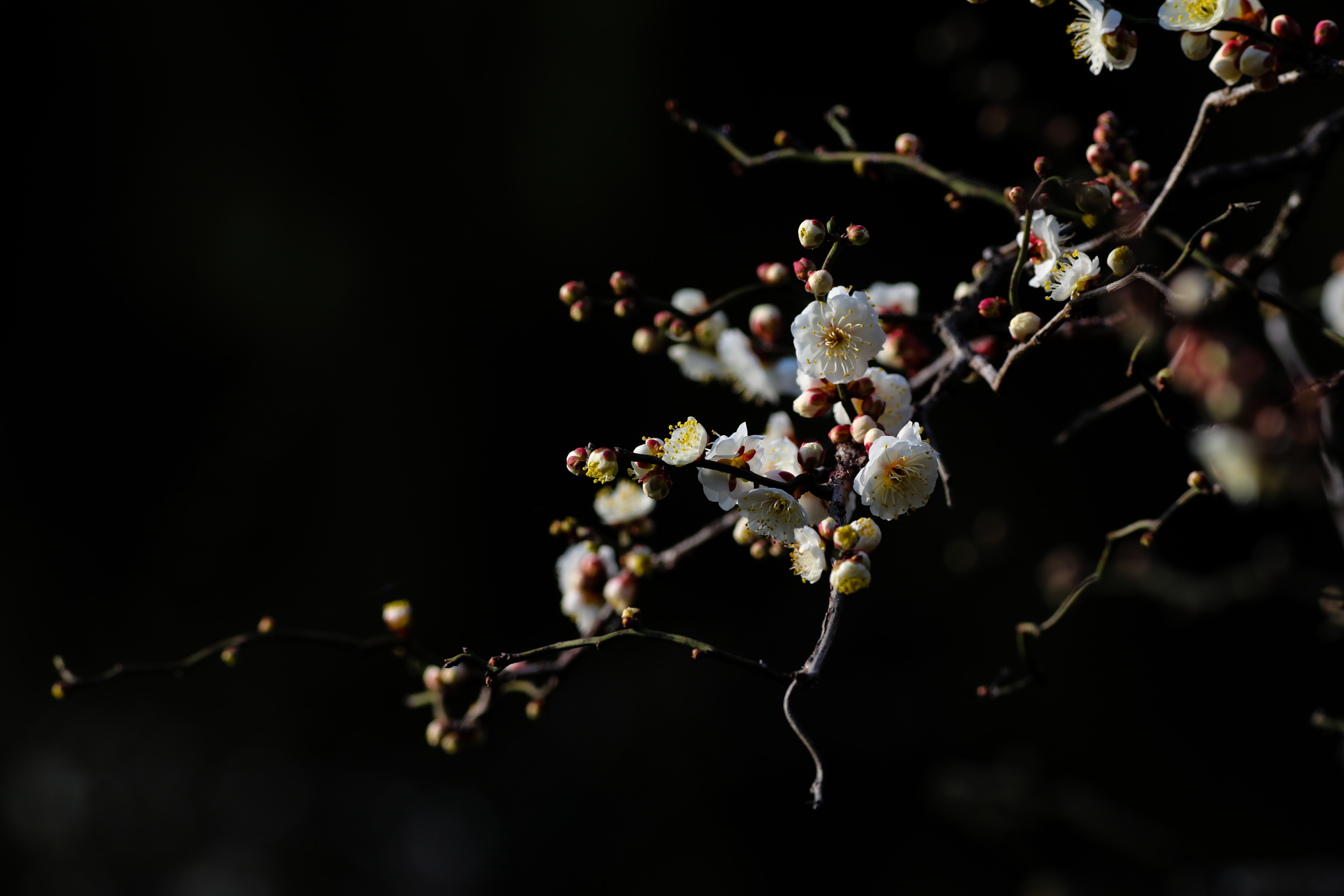 花海邂逅非遗，184.2万游客春节东湖“楚韵狂欢”