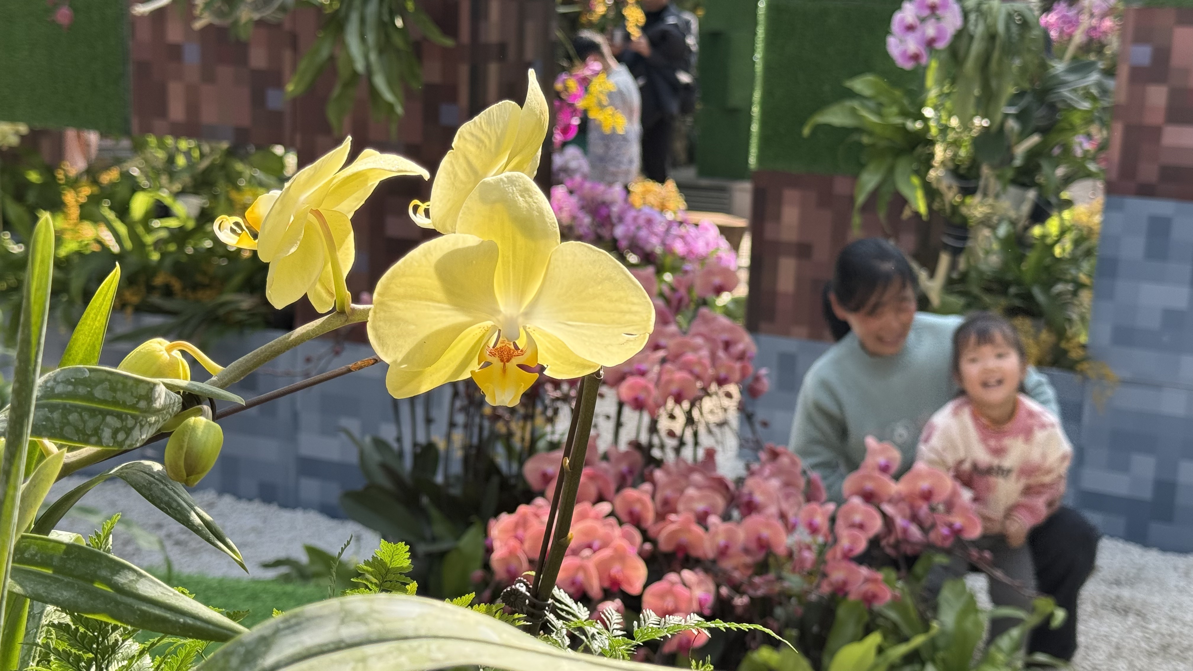 花海邂逅非遗，184.2万游客春节东湖“楚韵狂欢”