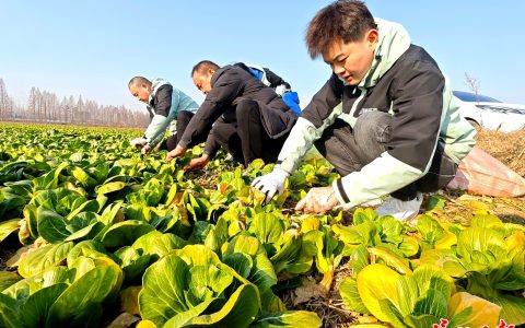 10万斤蔬菜，全部免费！可提前一天预约
