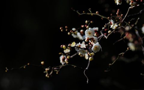 花海邂逅非遗，184.2万游客春节东湖“楚韵狂欢”