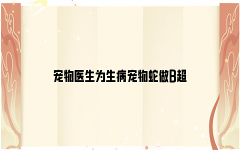 宠物医生为生病宠物蛇做b超