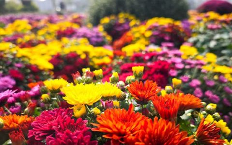 2024武汉蔡甸区菊花展时间和地点