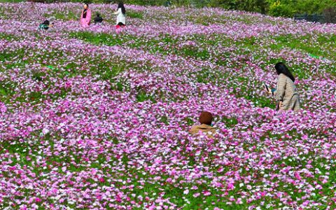 梁子湖熊易村格桑花海地址及开放时间
